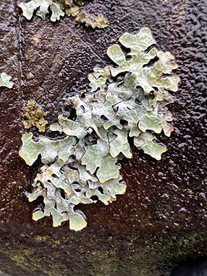 Hammered crottle